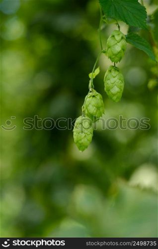 Ripe hops cones on hop yard. Humulus lupulus for beer production.