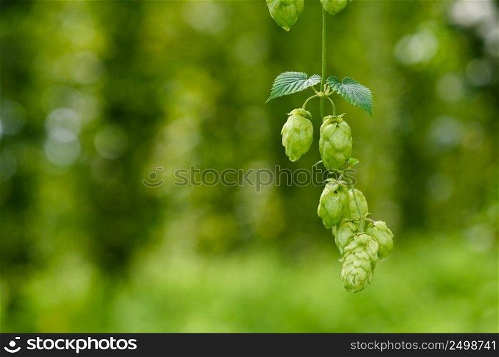 Ripe hops cones on hop yard. Humulus lupulus for beer production.