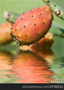ripe indian fig is reflected on water