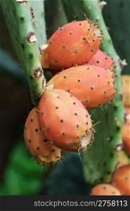 Ripe indian figs on opuntia plant