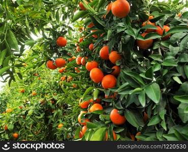 Ripe Israeli mandarines in beautiful citrus garden.