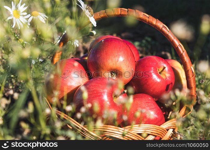Ripe juicy red apples lie in a wicker basket on green grass against a background of nature. Vitamins and a healthy diet. Vegetarian concept. Close-up.. Ripe juicy red apples lie in a wicker basket on green grass against a background of nature. Vitamins and a healthy diet. Vegetarian concept.