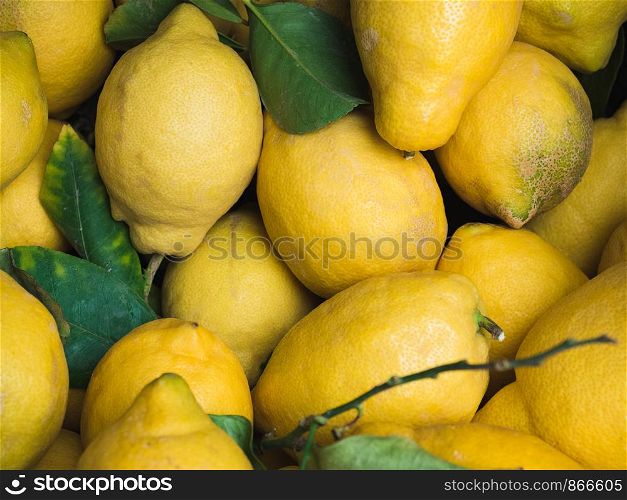 Ripe, juicy yellow lemons. Top view, close-up. Harvest concept. Ripe, juicy yellow lemons. Top view. Harvest concept