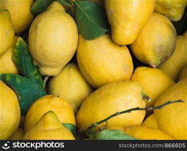 Ripe, juicy yellow lemons. Top view, close-up. Harvest concept. Ripe, juicy yellow lemons. Top view. Harvest concept