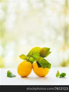 ripe lemons on a branch with leaves on a natural bokeh background, place for text