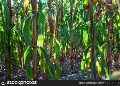 Ripe maize ears in a backlit corn field