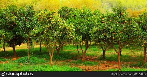 Ripe mandarin trees growing at the fruits farm garden, agriculture industry