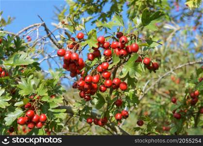 ripe medicinal hawthorn, red berries of useful hawthorn. red berries of useful hawthorn, ripe medicinal hawthorn