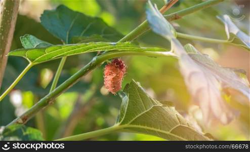 ripe mulberries fruit. ripe mulberries fruit in the green foliage