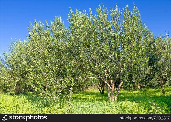 Ripe olive tree on plantation, green landscape and blue sky