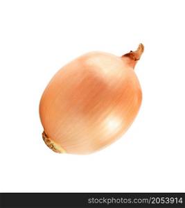 Ripe onion on a white background. Ripe onion