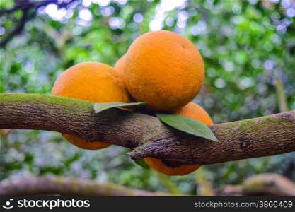 Ripe orange hanging on a tree at Cao Phong, Hoa Binh, Viet Nam