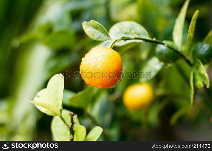 Ripe, orange Kumquat fruit, Citrus Japonica growing in garden