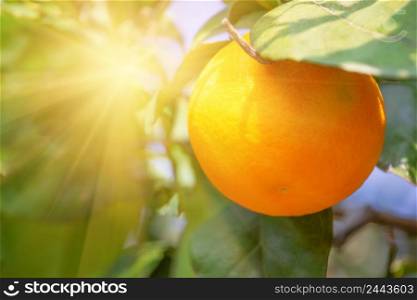 Ripe orange on a branch under the bright sun. Ripe orange on branch under bright sun