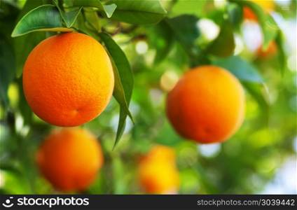 ripe oranges closeup on tree. ripe oranges closeup
