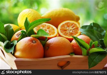 ripe oranges group in a basket on green background