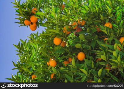 Ripe oranges on a tree close up/