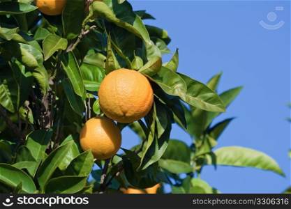 ripe oranges on a tree under a bright blue sky