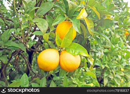 Ripe oranges on an orange tree