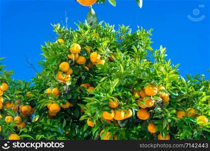 Ripe oranges. oranges on a tree