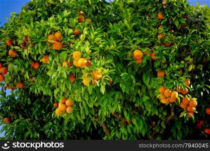 Ripe oranges. oranges on a tree