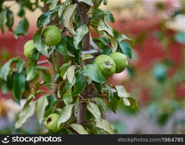 Ripe organic cultivar green pears in the summer garden.
