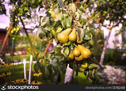 Ripe organic pear on a branch the garden harvest seasonal autumn