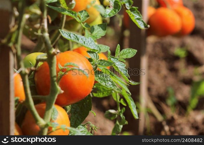 Ripe organic red tomatoes in garden ready to harvest .. Ripe organic red tomatoes in garden ready to harvest