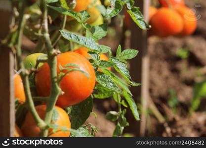 Ripe organic red tomatoes in garden ready to harvest .. Ripe organic red tomatoes in garden ready to harvest