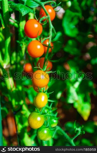 Ripe organic tomatoes in garden 
