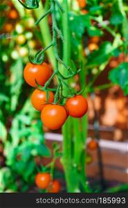 Ripe organic tomatoes in garden