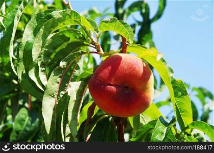 Ripe peach fruit on the green branch