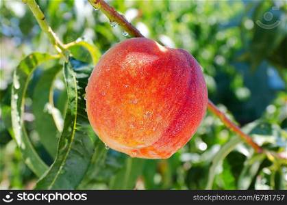 Ripe peach on a branch after a rain