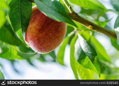 Ripe peaches fruits on a branch