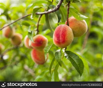 Ripe peaches fruits on a branch closeup on the tree