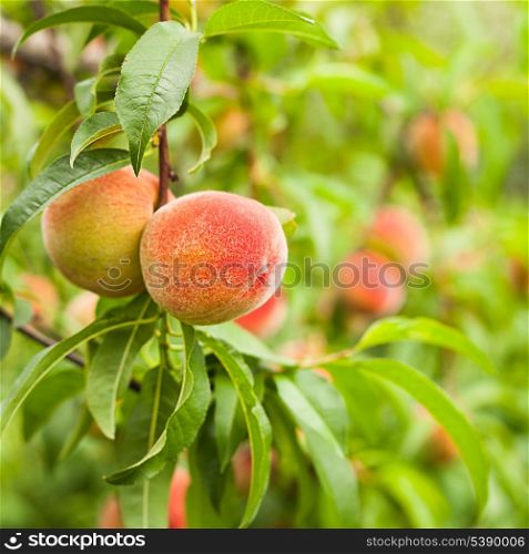 Ripe peaches fruits on a branch in orchard