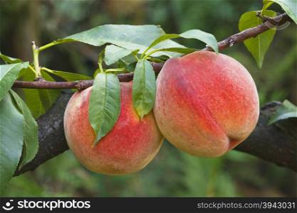 Ripe Peaches on the Branch