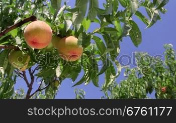 Ripe peaches on the tree branch against blue sky pan shot