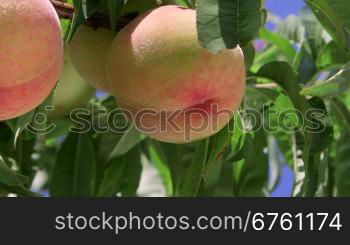 Ripe peaches on the tree branches close-up