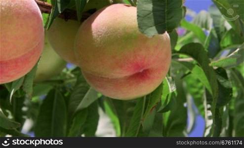 Ripe peaches on the tree branches close-up