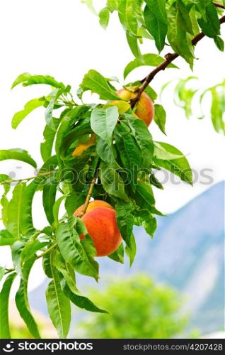 Ripe peaches ready to pick on tree branch