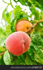 Ripe peaches ready to pick on tree branches
