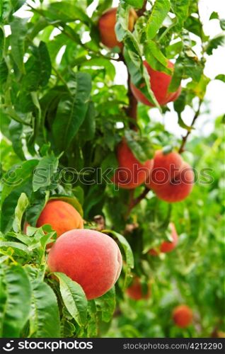 Ripe peaches ready to pick on tree branches