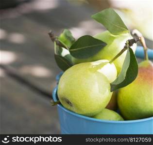 ripe pears in a bucket on a wooden table 