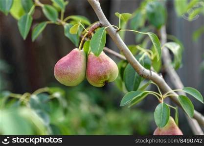 Ripe pears on tree branch. Organic pears in the garden. Close up view of Pears grow on pear tree branch with leaves under sunlight. Fresh pears on the branch, sunny garden, closeup. Organic pears in the garden