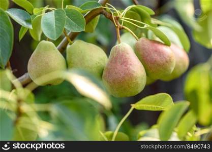 Ripe pears on tree branch. Organic pears in the garden. Close up view of Pears grow on pear tree branch with leaves under sunlight. Fresh pears on the branch, sunny garden, closeup. Organic pears in the garden