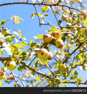 ripe pink and yellow apples on tree twig close up with blue sky on background in summer