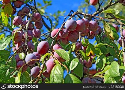 ripe plum on wood branch