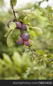 ripe plums hanging from branch of tree