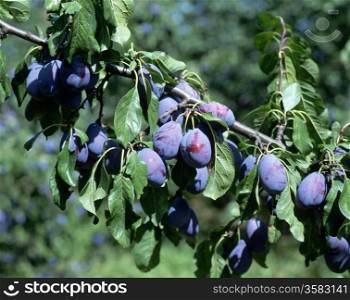 Ripe plums on the tree